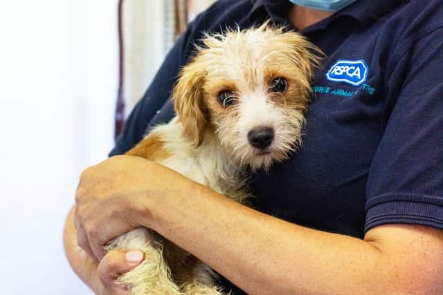 The dogs, some of which were pregnant and had puppies, were taken into the care of the RSPCA in Brighton, Kent and Surrey and were rehabilitated before being rehomed, according to the charity. Picture from the RSPCA