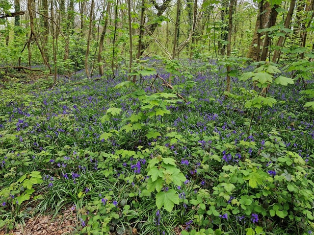 The smell of the bluebells here was incredibly strong