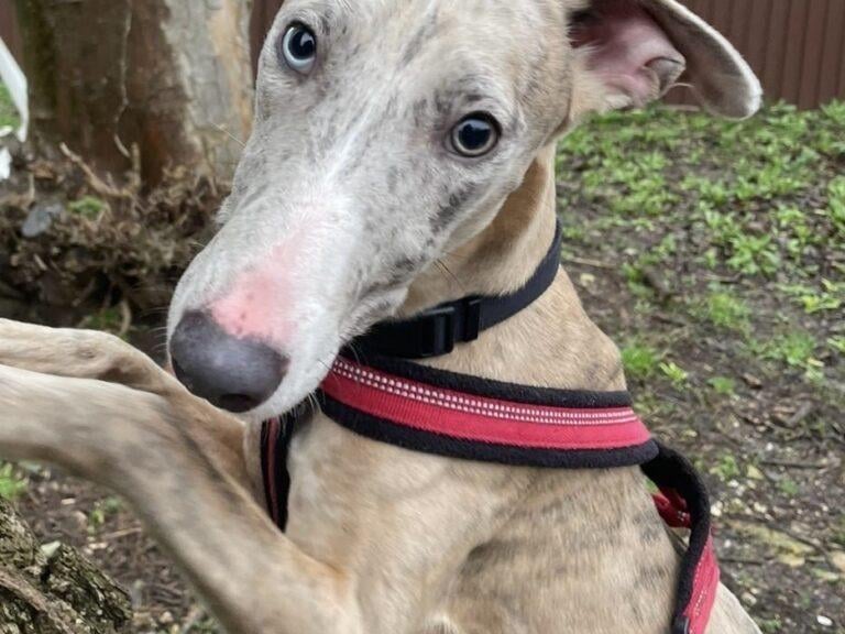 Spencer is a friendly, lively boy who was a little shy on arrival but soon became the bouncy, confident boy he is now. He will need a little training and an active owner who can keep up with him and stop him from becoming bored. The RSPCA said Spencer has been good with other dogs while in the charity's care, and he may be able to live with another dog in his new home after successful introductions. Spencer is a new arrival who is still being assessed at the moment.
