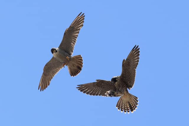 Peregrine falcons at Chichester Cathedral