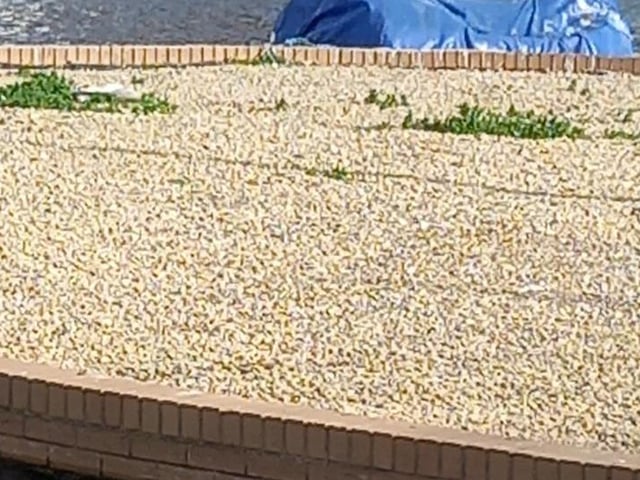 A woman from Hastings has called for ‘help’ after finding several dead seagulls in the past few weeks, and is concerned that somebody may be ‘shooting or poisoning’ the birds.