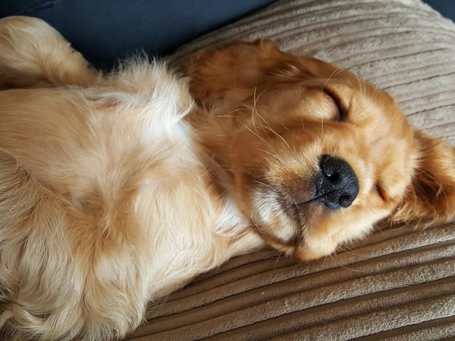 Puppies have lots of energy to burn – and tire quickly too. If yours drops off to sleep in a strange place, leave him there. Over time he’ll learn where his bed is and start napping there more often.
