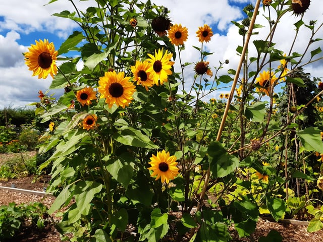 RHS Garden Wisley is a great day out, and it's only just outside of Sussex. Picture: Katherine HM