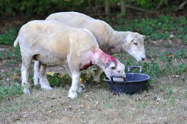 Celia Emmott's sheep were attacked by dogs while out in a field by her home in Henfield.