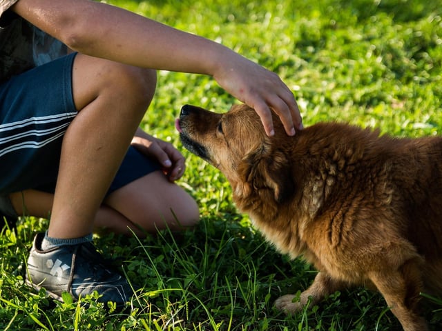 Your dog is part of the family, and like children, they look to you for guidance and protection. As pet parents it is important to eliminate as much fear, stress and anxiety we can for our furry friends. You are their guardian, mentor, and trusted companion. Gaining your dog’s trust by making them feel safe will earn you a friend for life.