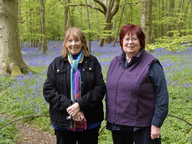 Arlington Bluebell Walk 2024 (Photo by Jon Rigby)