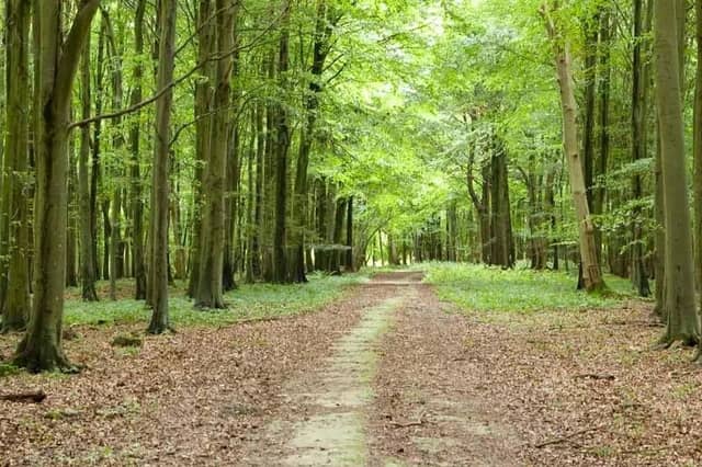The Rise of Northwood project on the Slindon Estate has created 25 hectares of woodland and 45 hectares of wood pasture