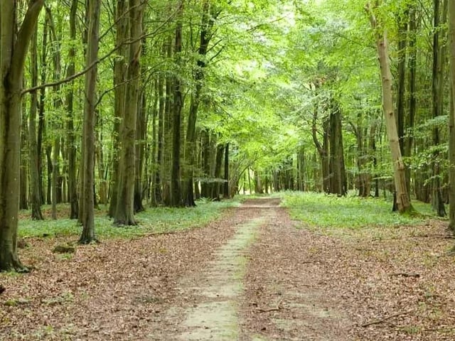 The Rise of Northwood project on the Slindon Estate has created 25 hectares of woodland and 45 hectares of wood pasture