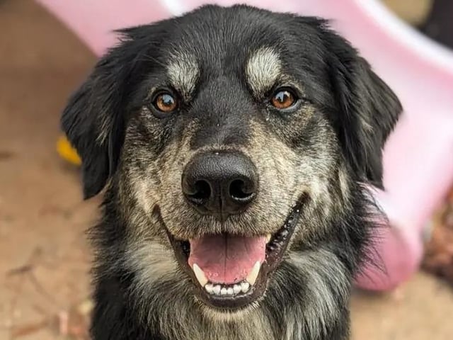 With his 'playful, happy spirit', you’ll quickly see what a fun and affectionate boy George is, according to Dogs Trust. He absolutely loves his toys and will happily get stuck into a game of tug with his favourite person. George loves a gentle fuss and a good scratch behind his ears. When he’s feeling unsure, he may look to you for reassurance and comfort. He adores meeting new people and is 'quite the charmer', according to the charity. He will thrive with adopters who can take him on fun adventures. He will need plenty of kindness and support from his future adopters. He’ll need to be the only pet in the home.