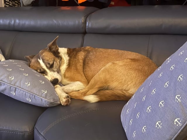 A rescue dog who spent nearly three years in kennels has found a loving home, after staff at a Sussex animal charity launched a daily TikTok campaign.