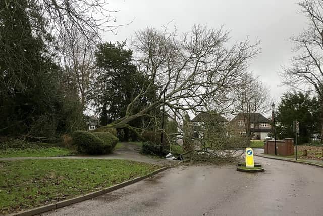A tree fell today in Tanbridge Park, Horsham, smashing the top of a street lamp