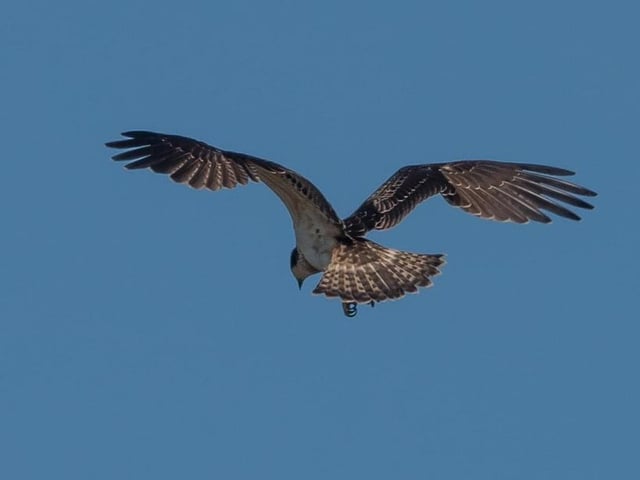 Osprey by Jeff Penfold
