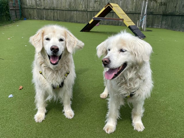 Goldie and Storm