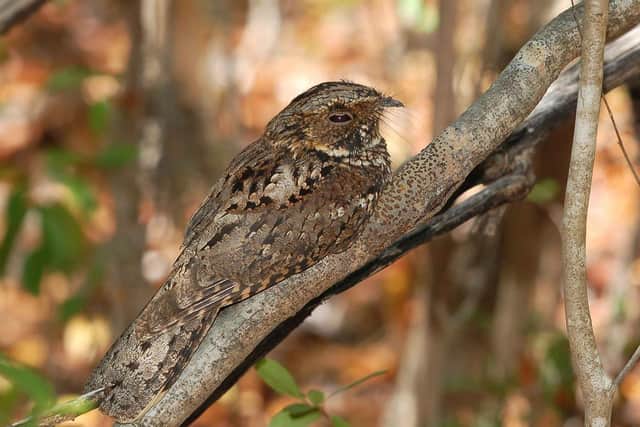 The Nightjar is among the rare birds that have made Horsham's Owlbeech woods their home