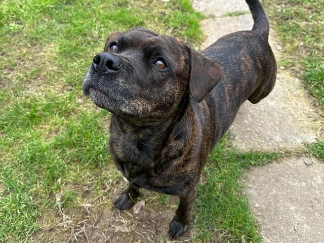 Xena is looking for a home that is rural or with a large garden. She must live away from other dogs as she is reactive when out walking and to those that pass the house. She also cannot live with cats, small animals or young children. She is very strong on the lead and as she is reactive she will need an understanding and confident human. Xena would be a great companion as an only dog as she is very loyal to her human.
