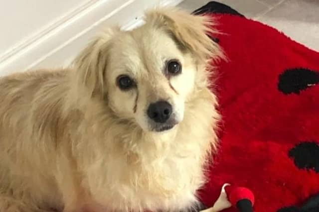 Elsa is a shy dog who is sadly being rehomed as her owner is moving and cannot take her. She needs a quiet home where she can be with someone most of the time and requires a garden. She can live with other dogs and cannot live with cats.