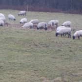 One of the owners of a farm in Ansty and Cuckfied is growing increasingly concerned that out-of-control dogs are chasing sheep
