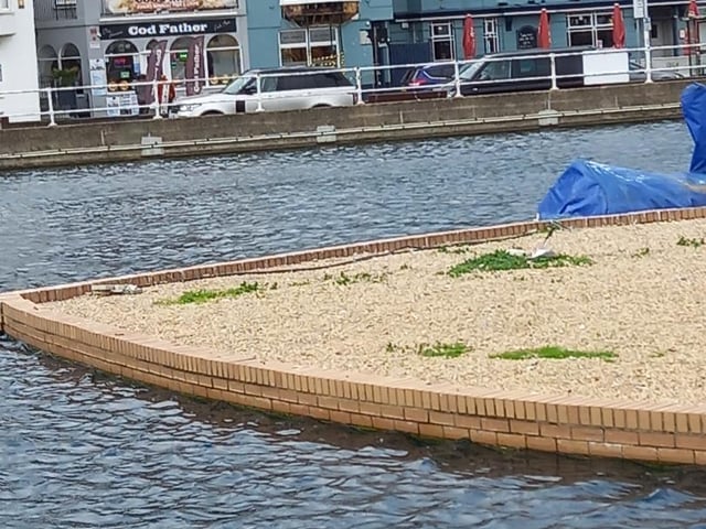 A woman from Hastings has called for ‘help’ after finding several dead seagulls in the past few weeks, and is concerned that somebody may be ‘shooting or poisoning’ the birds.