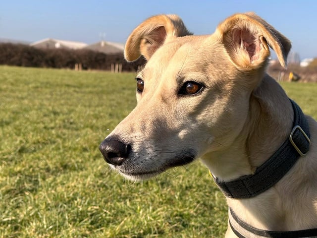 Dedicated adopters who could continue teaching Harry fun new skills, as well as offering him some consistency would be a dream come true.