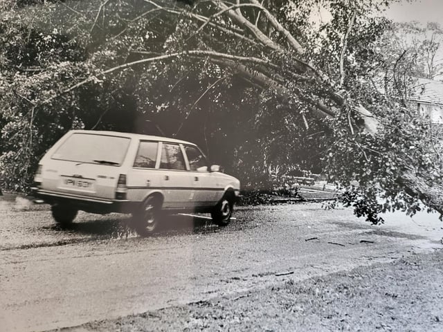 Another tree down in Horsham