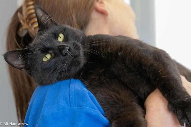 18-month old Binx is a former stray in need of a home of his own. He is a very loving and cuddly boy who might be able to live with other cats, but not dogs. He could also live with children.