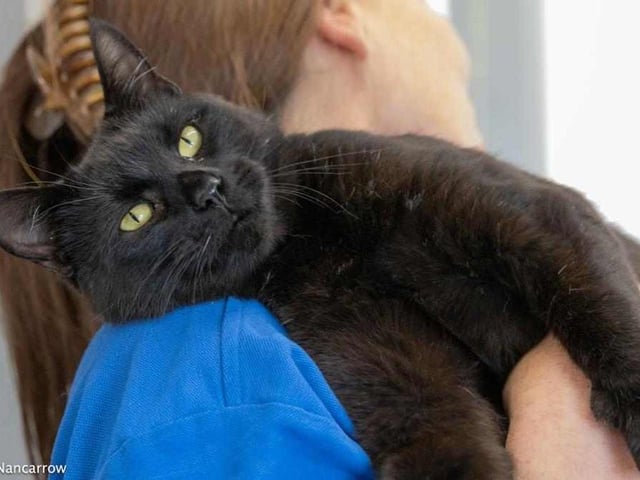 18-month old Binx is a former stray in need of a home of his own. He is a very loving and cuddly boy who might be able to live with other cats, but not dogs. He could also live with children.