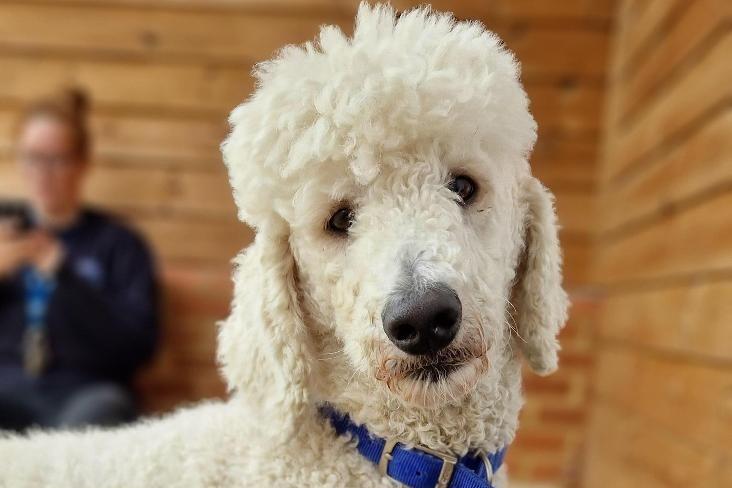 Beam is a three-year-old male poodle at the Mount Noddy Animal Centre in Black Mill Lane near Chichester.