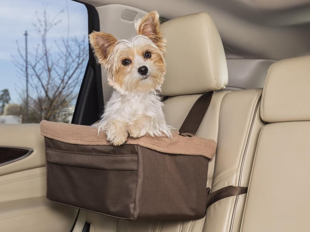 And make sure he travels there safely, and legally, in a dog carrier, seat or crate. The Highway Code states that your dog must be suitably restrained in the car so they cannot disturb the driver.