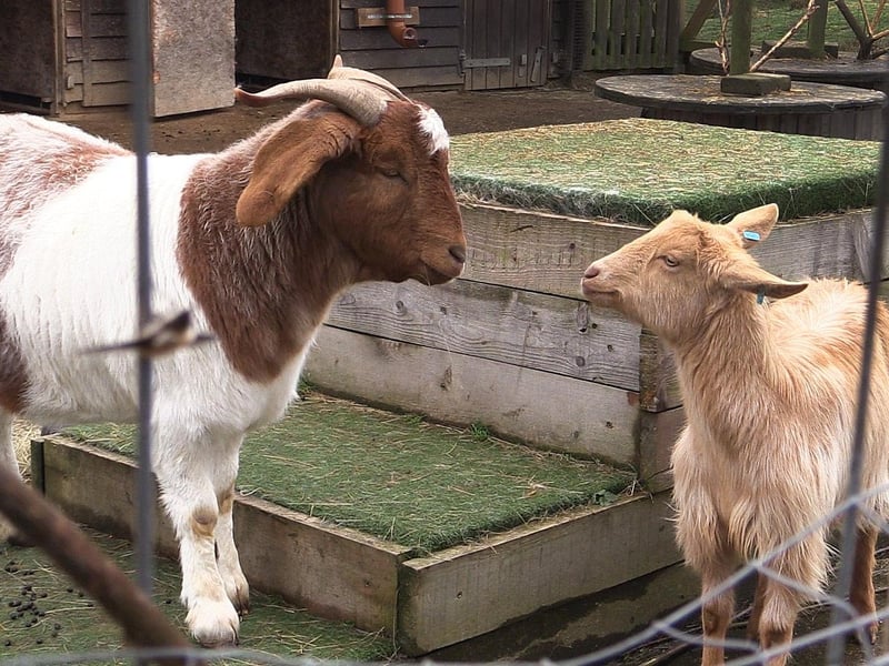 Could you adopt a rescue goat from Raystede?