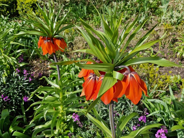 Plants in Borde Hill Garden