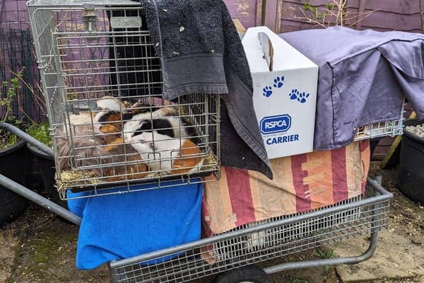 The owner of the guinea pigs, who volunteers for the RSPCA, fosters animals in need and takes in guinea pigs who have been rescued. Photo: RSPCA