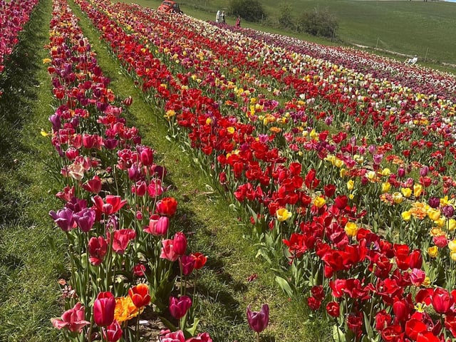 Tulleys Tulip Fest celebrates the arrival of spring with 1.5 million blooms in the fields