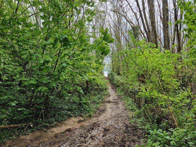 Head into Jewshead Wood and up this short hill (it's not as bad as it looks!)
