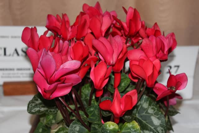 Best in Show went to Sheila Barker for a magnificent magenta cyclamen