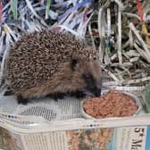 Shredded newspaper makes ideal hedgehog beds. Photo: Brent Wildlife Hotel.