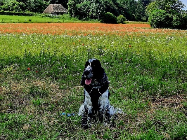 Finley – Jo Blackburn