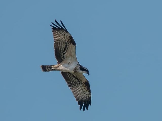 Osprey by Jeff Penfold