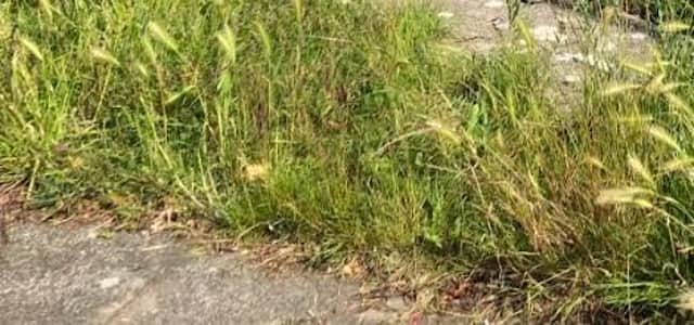 Brighton and Hove City Council has said sorry about the amount of pavement weeds and long grass on verges in some areas of the city