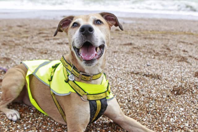 Brucie, a Labrador-cross at Dogs Trust Shoreham, is looking for a home.