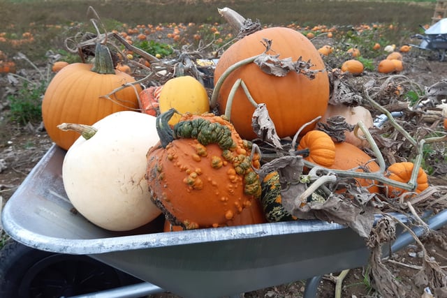 There is a huge array of pumpkins you can pick, of all different shapes, sizes and colours