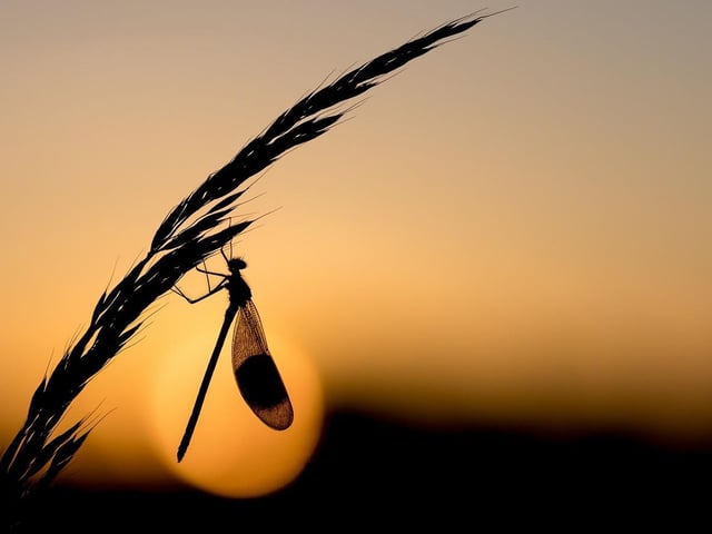 Judges said: 'Perfect silhouette composition allowing us to identify the damselfly, a Banded Demoiselle'.