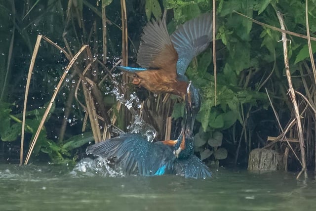 A territorial dispute between two male kingfishers captured by visitor Alec Pelling at WWT Arundel wetland Centre in West Sussex.