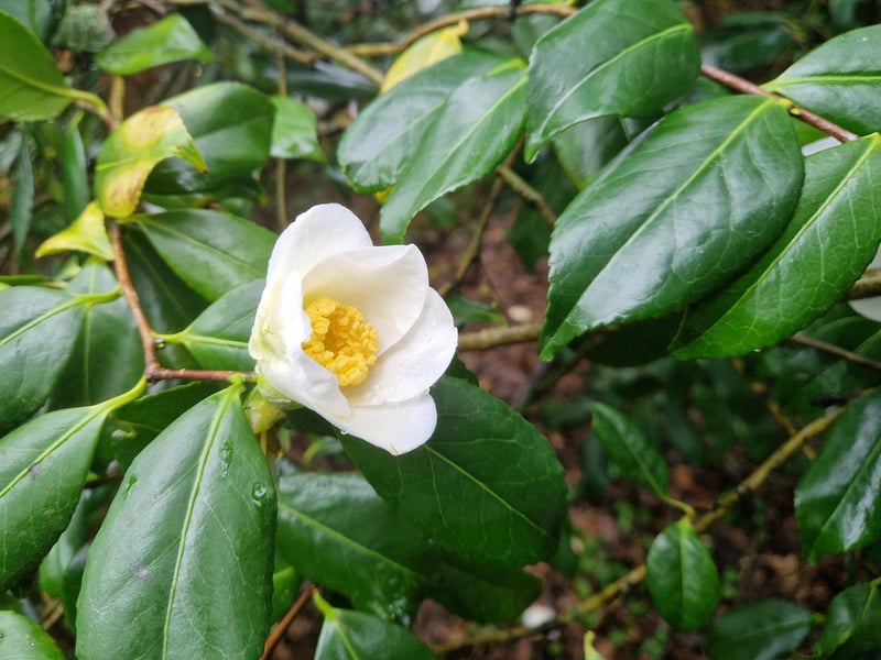 An early flower at Borde Hill
