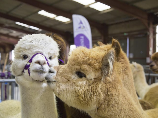 The South of England Agricultural Society announced the success of Spring Live! which took place on Saturday and Sunday, April 22-23