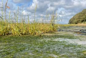 Intertidal Seagrass Meadow