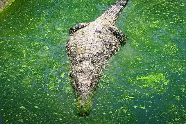 Europe is the ‘only continent’ that crocodiles ‘don’t natively live in’, according to factanimal.com. (Photo by ADALBERTO ROQUE/AFP via Getty Images)