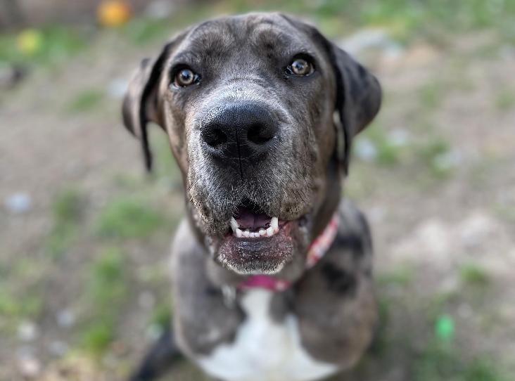 Reya is a six/12-month-old female Cane Corso at Brighton Animal Centre in Braypool Lane.