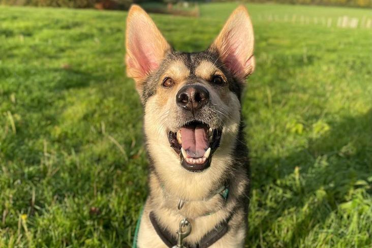 Rusty is a two-year-old male Siberian Husky crossbreed at Brighton Animal Centre in Braypool Lane.