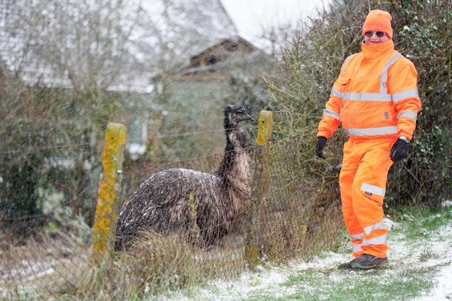 Worker Graham stops to say hi to Errol the Emu in the snow at Devil's Dyke Farm.