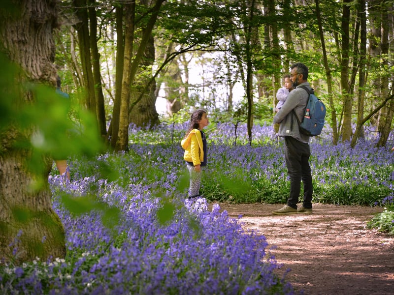 Arlington Bluebell Walk 2022 at Bates Green Farm, Tye Hill Road.